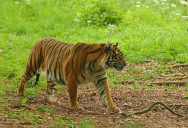 Sumatra: Jungle Trek