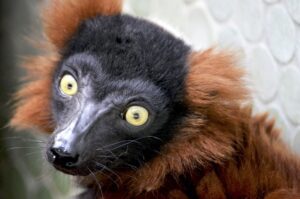 Madagascar