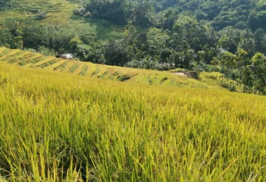 Sri Lanka: The Knuckles & the Pekoe Path 2027